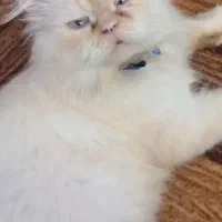 گربه پرشین نر