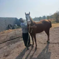 فروش مادیان با نژاد