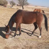 سه تا اسب اروم ویورقه|اسب و تجهیزات اسب‌سواری|سرولایت, |دیوار