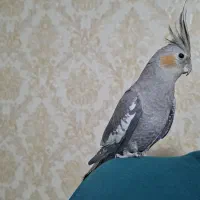 عروس هلندی