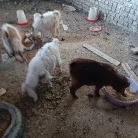 بز دورگ پاکستانی