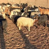 فروش چند راس بز