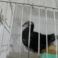 کفتر