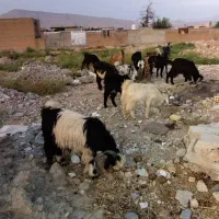 بیگ بزغاله