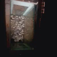 آکواریوم|ماهی|نسیمشهر, |دیوار