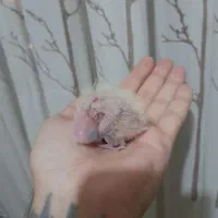 جوجه عروس سرلاکی|پرنده|پاکدشت, شهرک انقلاب|دیوار