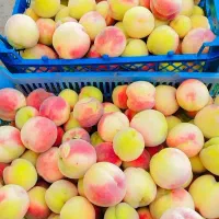 هلو تازه شیرین‌ ارگانیک