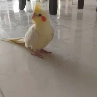 یه دونه عروس هلندی لوتینو ماده