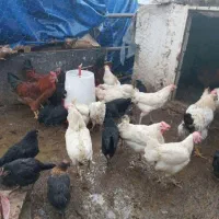 فروش مرغ و خروس قربانی