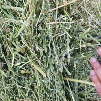 یونجه چین اول