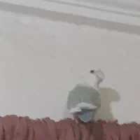 یک جفت طوطی برزیلی برایه فروش