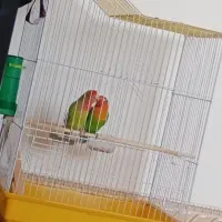 طوطی برزیلی|پرنده|مریوان, |دیوار