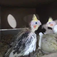 عروس هلندی|پرنده|زیباشهر, |دیوار