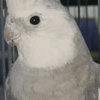 سالن عروس‌هلندی نژاد وایت فیس و...