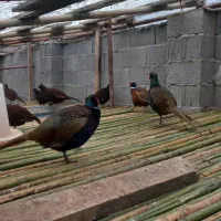 خروس آمریکایی وپاکستانی|حیوانات مزرعه|احمدسرگوراب, |دیوار