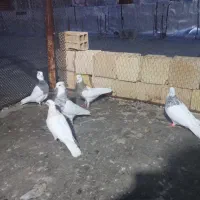 کبوترطوقی|پرنده|دهلران, |دیوار