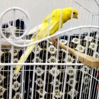 قناری رسمی بلند|پرنده|تفت, |دیوار