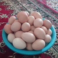 تخم مرغ محلی