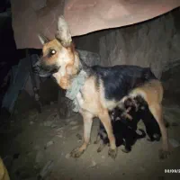 واگذاری|سگ|شیروان (خراسان), |دیوار