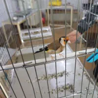 دو تا سهره جفتی قناری