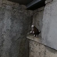 کارل|پرنده|نگین شهر, |دیوار