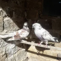 کبوتر پرش