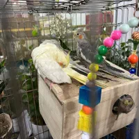 عروس هلندی|پرنده|رضوانشهر, |دیوار