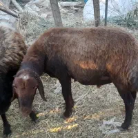 قوچ بخته درجه یک، همه بره هترو بودن عالی مخصوص گله