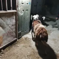 پنج عدد میش|حیوانات مزرعه|شیروان (لرستان), |دیوار