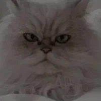 گربه