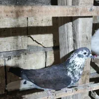 گمشده محدوده راوند