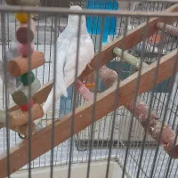 مرغ عشق کاکلی زیبا