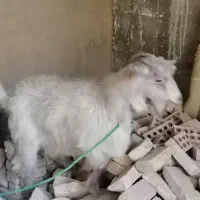 بز سر حال|حیوانات مزرعه|نسیمشهر, |دیوار