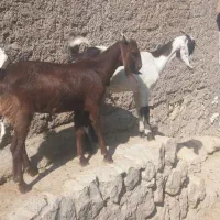 دو عدد تیوز دوقلو داشتی