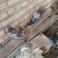 کبوتر خوب قیمت ۳۵۰ تومان