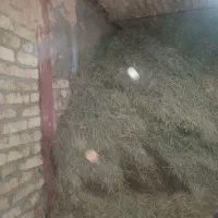 علوفه گاوداری