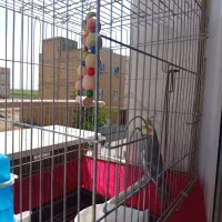 عروس هلندی