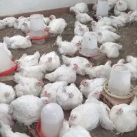 مرغ گوشتی ارگانیک