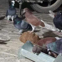 ۱۵ تا مفلق ی پری تا ۳ پری  فروشی