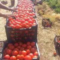 گوجه|خوردنی و آشامیدنی|نهاوند, |دیوار