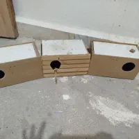 لانه عروس هلندی وبرزیلی