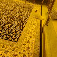 سگ پامر خرسی اصل با شناسنامه|سگ|ساوه, |دیوار