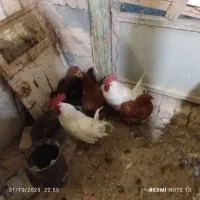 خروس|حیوانات مزرعه|معصومیه, |دیوار