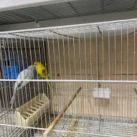 انواع پرنده های خانگی|پرنده|اصفهان, درب سیبه علیا|دیوار