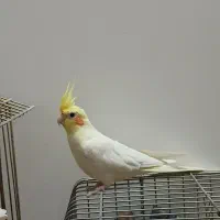 عروس هلندی نر