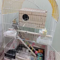 یک جفت عروس هلندی نر و ماده سالم با وسایل