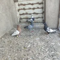 کبوتر پرشی