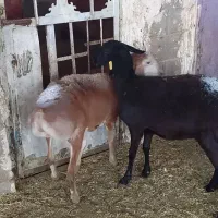 بره قوچ چینی با دو بره ماده چینی|حیوانات مزرعه|دهدشت, |دیوار