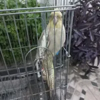 عروس ‌هلند‌‌‌ی