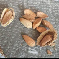 خرید انواع ارقام بادام